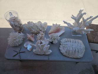 Coral,sea shells,conch