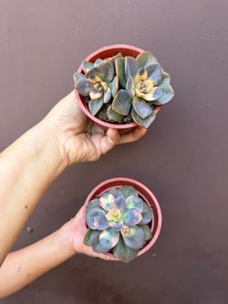 4” echeveria croma ( price is for each )