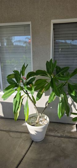 Plumeria - Blooming