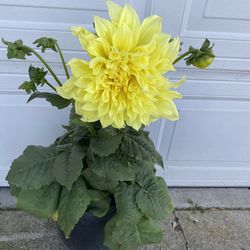 Dahlia Blooming Big Flower Plant, In 5 Gallons Pot Pick Up Only
