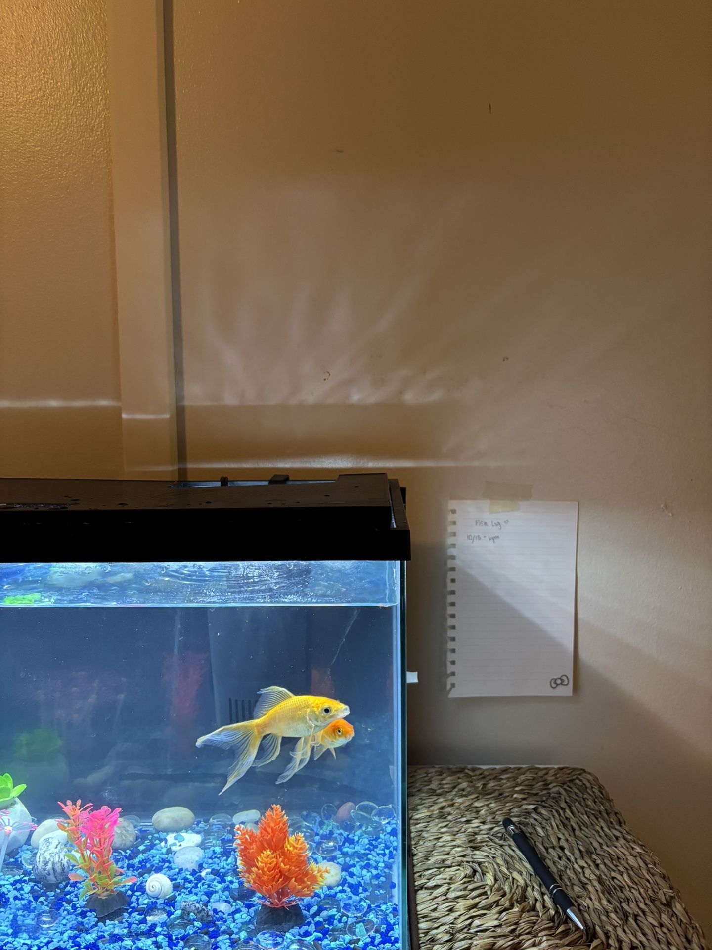 10 Gallon Fish Tank & 1 Gold Fish