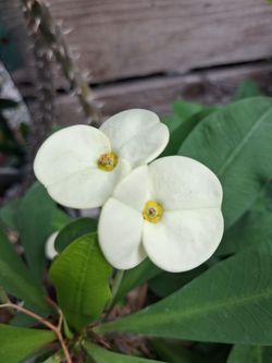 Corona de cristo. Planta