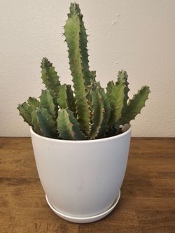 Large Euphorbia Cactus in White Plastic Pot