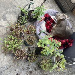 Succulent Baskets 