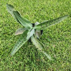Kalanchoe Gastonis-bonnieri Donkey Ears