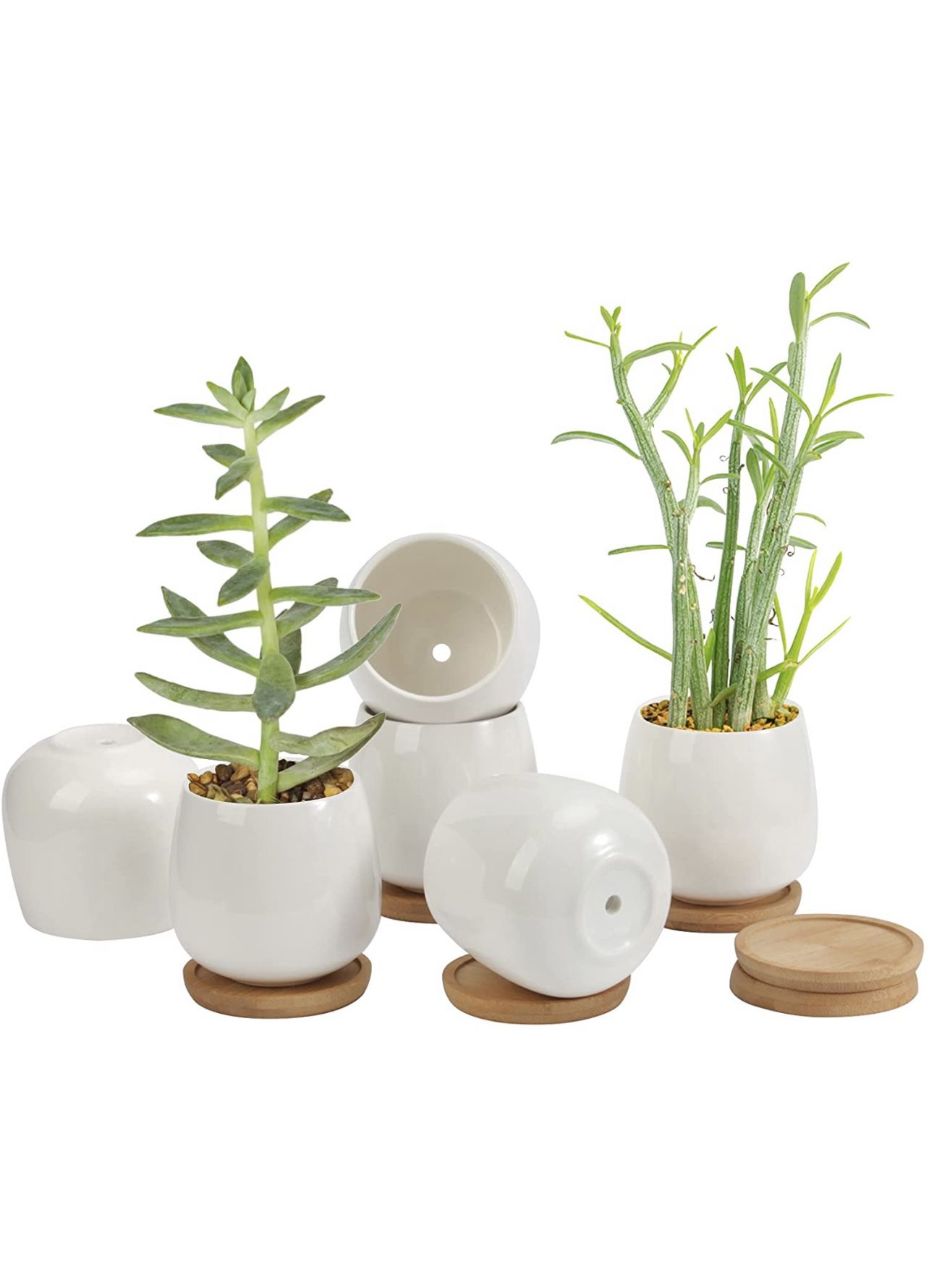 Ceramic Pots For Plants 