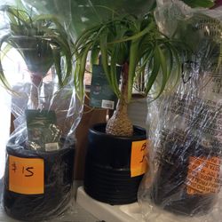New Artificial Plants Price Starts At $ 15