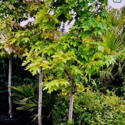 $99 Each Because Maple 🍁 