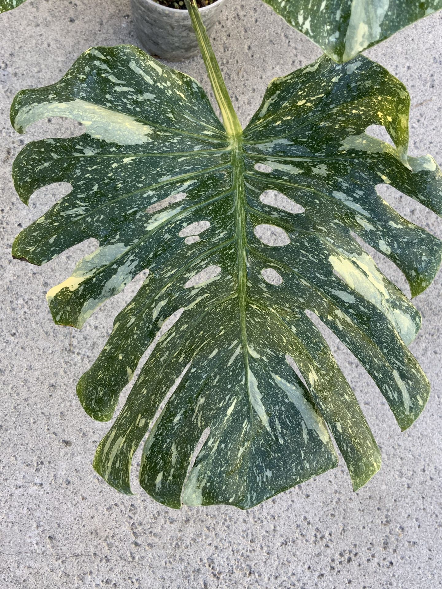 Monstera Deliciosa Thai Constellation Cream Brulee Variegated