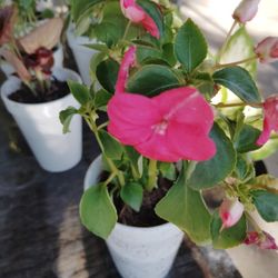 plantas $3 cada una 