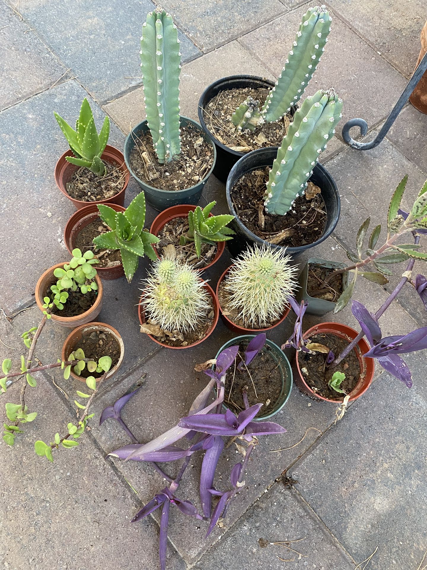 Cactus, Succulents, Plants