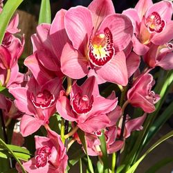 Big Cymbidium Orchid Địa Lan Đủ Màu Lan Lớn Hoa Lớn
