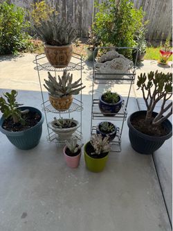 Lot of beautiful plants 15 each