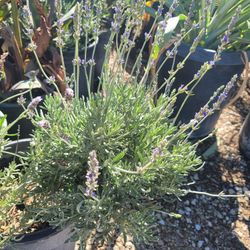 Lavander 