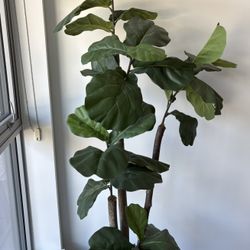 7’ Fiddle Leaf Artificial Plant