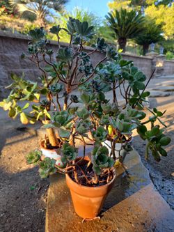 Plants