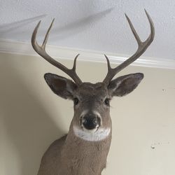 Mounted Deer