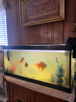 fish tank aquarium