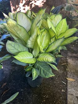 Dieffenbachia Marianne In 3 Gls Por. SPECIAL PRICE 🤩