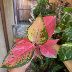 Aglaonema pink 4” pot