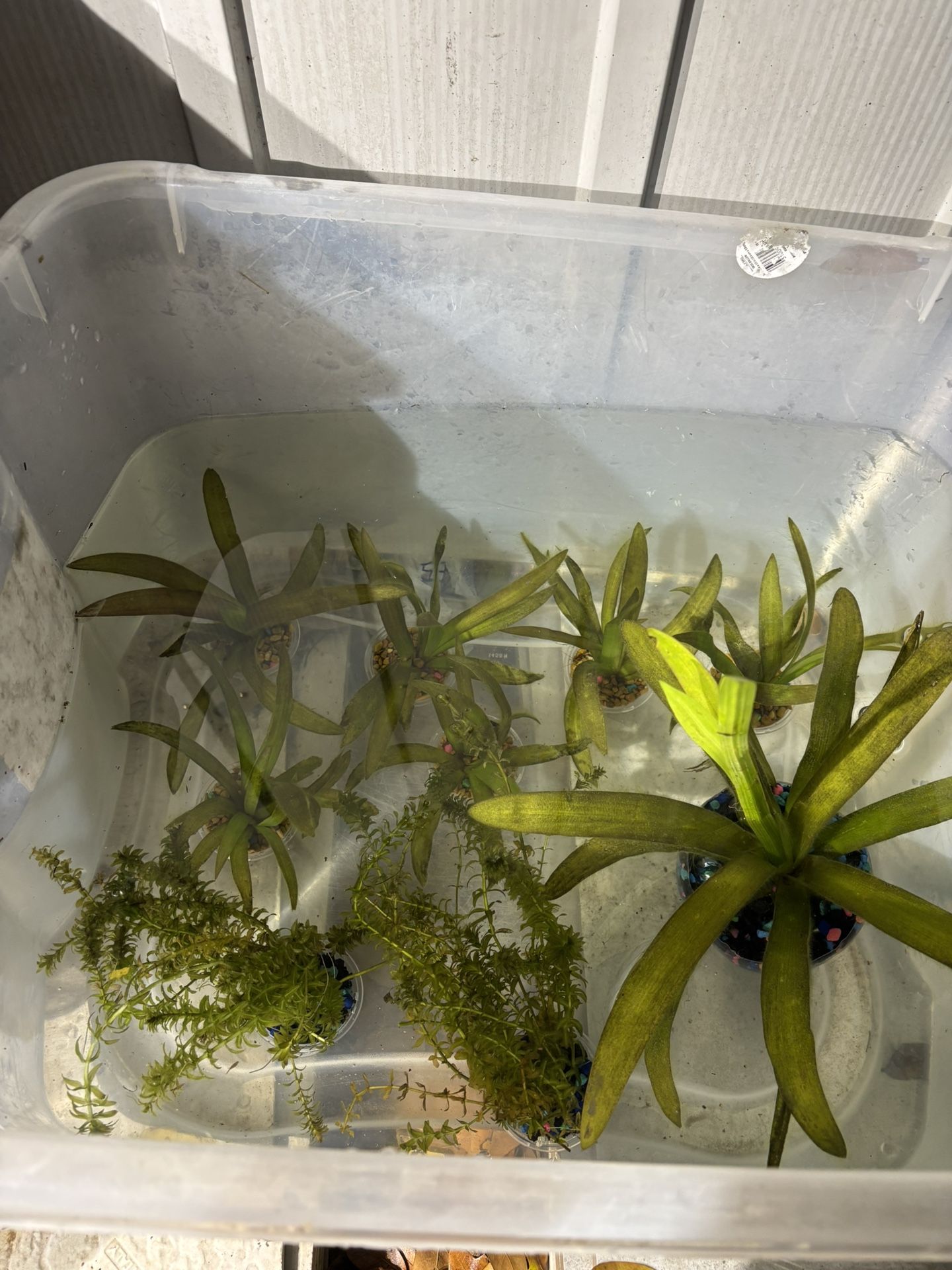 Aquarium Plants