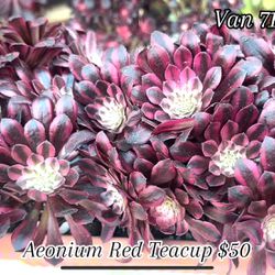  Aeonium Red Teacup