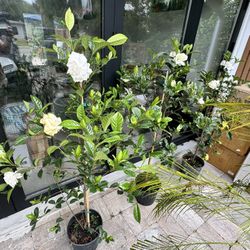 GARDENIAS! 