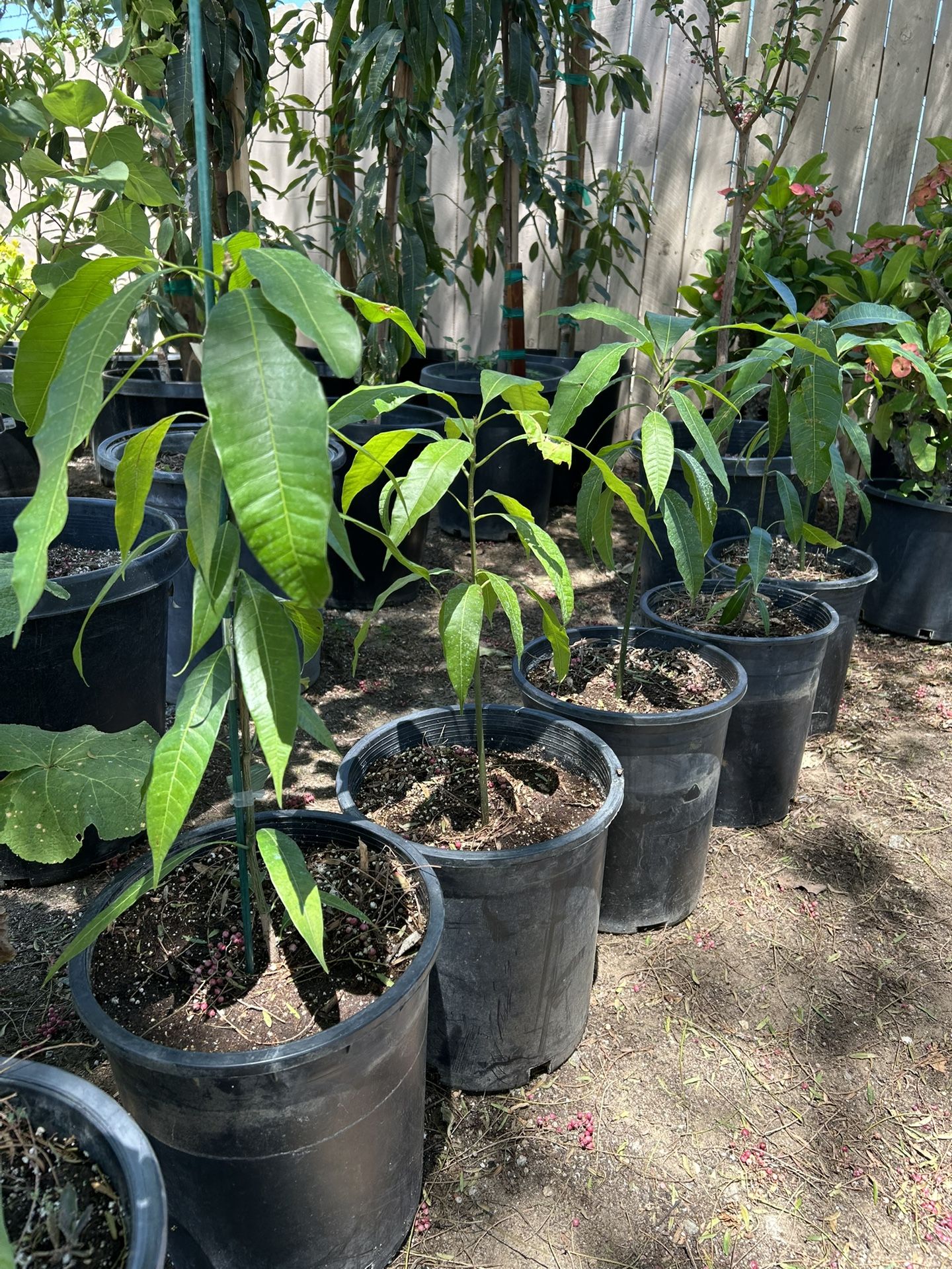 Mango Tree / Arbol De Mango 