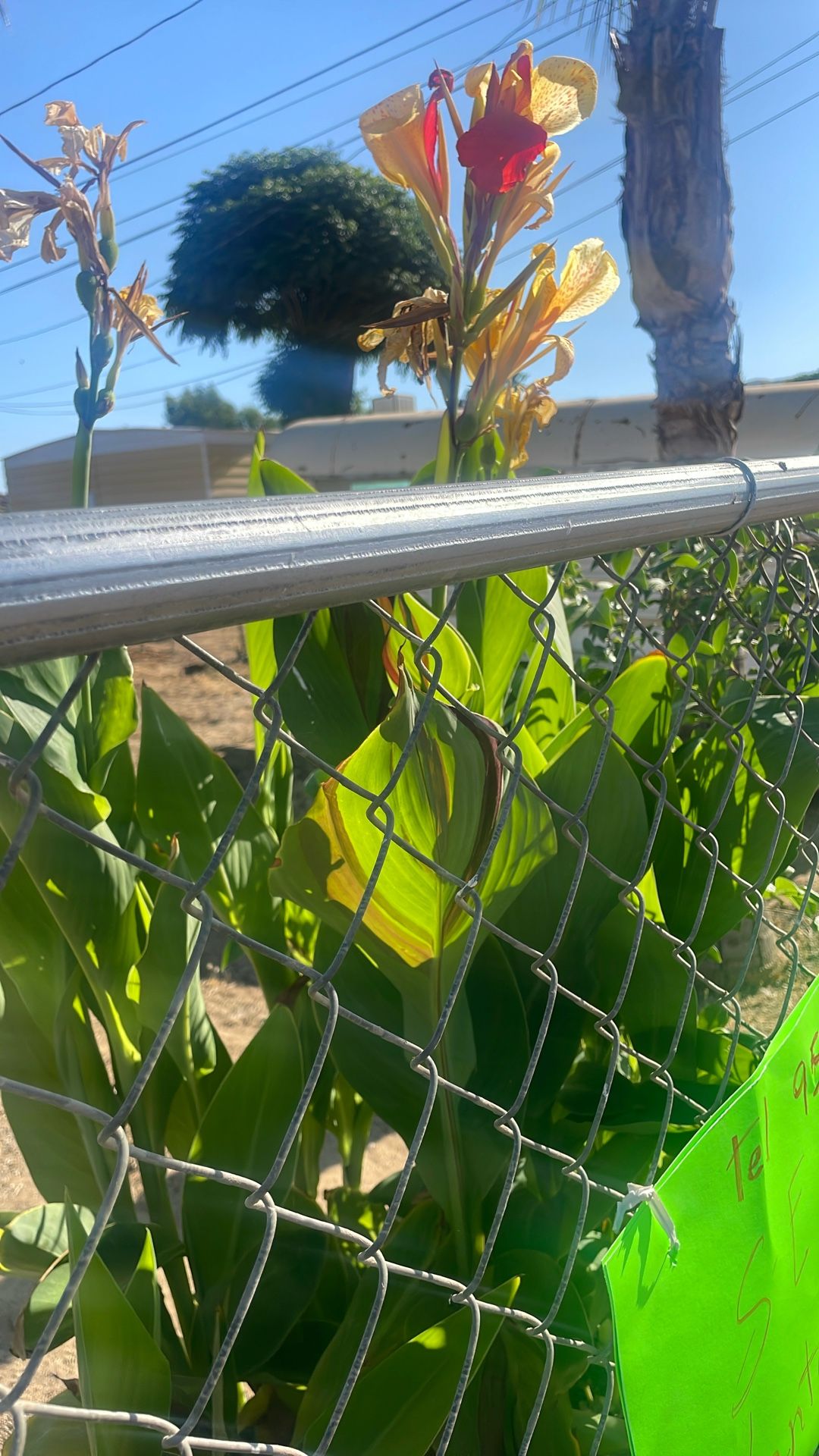 Plants
