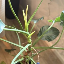 Healthy Philodendron Plant with Decorative Pot & Stand