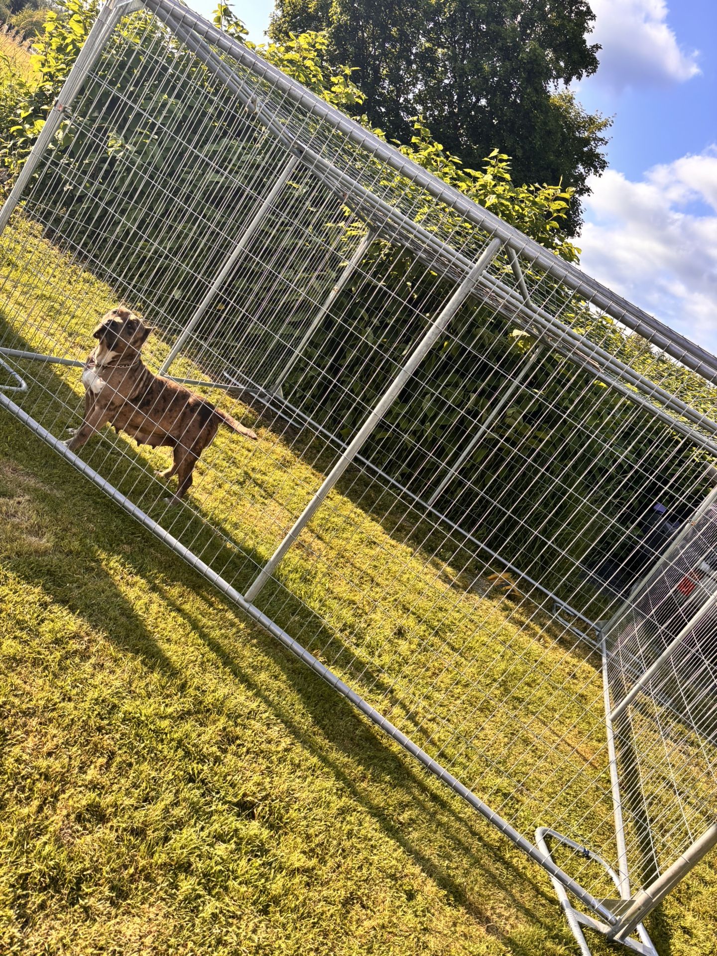 Huge Outdoor Kennels