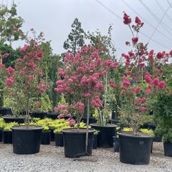 Crape Myrtle