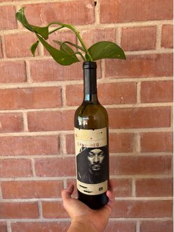 Pothos vine in wine bottle / water prop