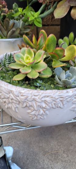 White Glazed Succulent Bowl