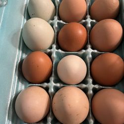 Organic Chicken Eggs