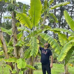 Large Banana Plant 