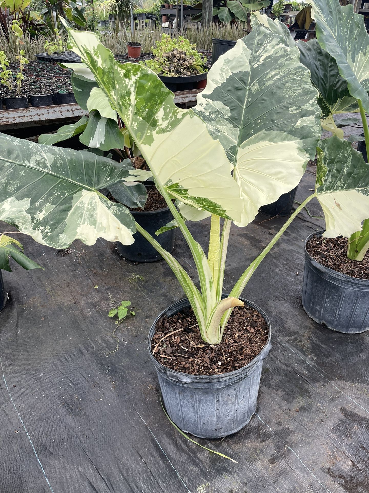 Alocacia Variegate 7 Gl Plantas