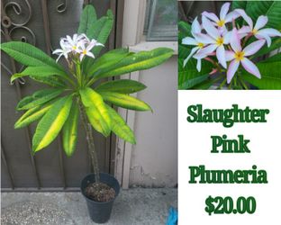 Slaughter Pink Plumeria