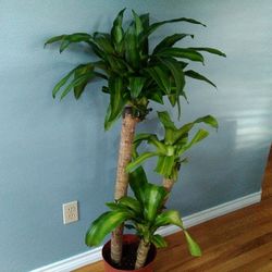 Plant