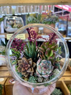 Globe Terrarium Succulent Design