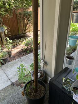 12” Pot With 6 ft Pole And Syngonium Lance