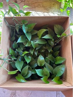 Plants! Golden Marbled Pothos