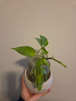 Pothos Plant In Water (small)