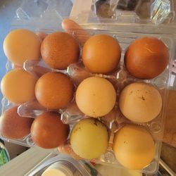 Fresh Organic Eggs