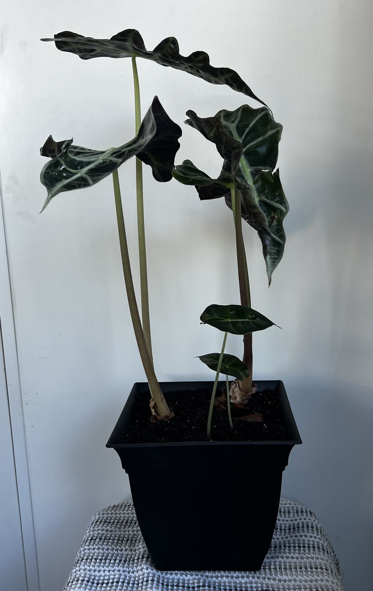 Alocasia Elephant Ear