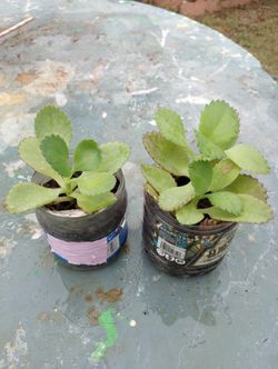 Mal👩🏻‍🍼Madre