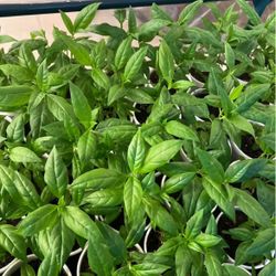 Milkweed Plant
