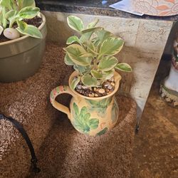 Variegated Pepperomia Plant In 8in Ceramic Pot With Drainage 