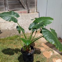3ft Alocasia Plant, (Elephant Ear)
