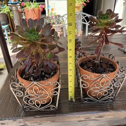 Potted Succulents $25 each